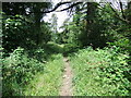 Footpath in Cringlebarrow Wood in The Yealands