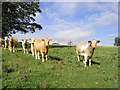 Inquisitive bullocks at Wallington Newhouses in Wallington Demesne