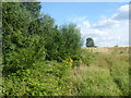 East Wickham Open Space in DA16 3JU