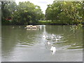 Swans on pond at Platford Green in RM3 0TX