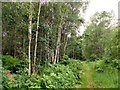 Path through woodland on Thorne Waste in DN8 5RX