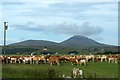 Cattle at Torremore, Dunbeath in KW6 6EH