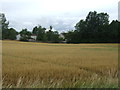Cereal crop off Easthouses Road in EH22 2GE