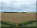 Crop field near the A68 in EH22 2NX