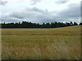 Cereal crop off the A6093 in EH22 2PF