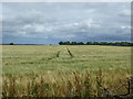Tracks in crop field near East Saltoun in EH34 5DY