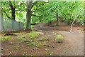 Woodland path, Corstorphine Hill in EH12 6UR