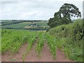 Maize field and Yeo valley in EX17 3QH