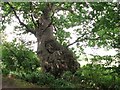 Ancient English oak in Peascod Lane in NR14 7AS