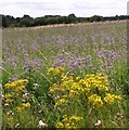 Flowering borage south of Claxton in NR14 7AS