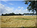 Barley field at Mill Hill in HU11 4NW