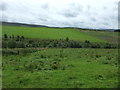 Grazing and woodland near Danskine Burn in EH41 4PJ