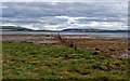 Remains of an old fish trap Nigg Bay in IV18 0GF