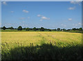 Barley field by Buckenham Road in NR13 4BG