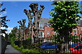 Pollarded trees beside footpath off Priory Walk in LE10 1LU