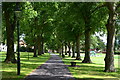 Path between avenue of trees in Queen's Park in LE10 1EF