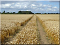 Footpath through a wheat field in SS4 3RH