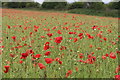 Poppy field near Ford in GL54 5RU