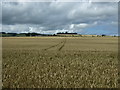Cereal crop near Marden in TD11 3TG
