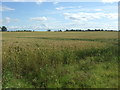 Cereal crop off National Cycle Route 76 in TD15 1UY