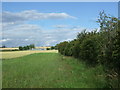 Crop field and hedgerow in TD15 1UY