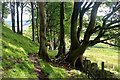 Beech woods on Loudoun Hill in KA17 0LY