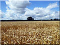 Wheat field, Hawkwell in SS4 1YD