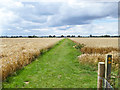 Path through cereal fields, Stambridge in SS4 2AR