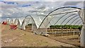 Polytunnels full of strawberries in DN22 9BQ