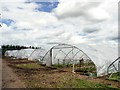 Polytunnels at Wheatley Wood Farm in DN22 9BQ