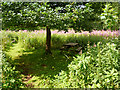 Picnic Table in Natrure Area South of Kingsley & Froghall Station in ST10 2BQ