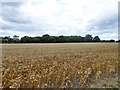 Wood across a wheat field in SS4 3RH