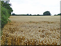 Wheat field north of Apton Hall in SS4 3RH