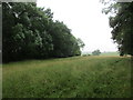 Grassland between New Copse and Evershaw Copse in MK18 5LY