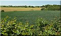 Farmland east of Stoke Abbott in DT8 3LW