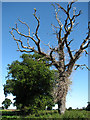 One dead in a line of healthy oak trees near Long Plantation in NR12 8YT
