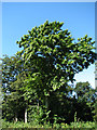 Chestnut Tree in NR12 8BH