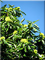 Chestnut Tree - detail in NR12 8BH