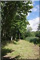 Path Through Longhurst Copse in CO7 6UD