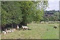 Sheep Beside the Stour Valley path in CO7 6UD