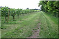 Vines at Chilford Hall in CB21 4LE