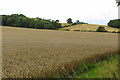Deciduous plantation at the edge of a wheatfield in CB21 4LE