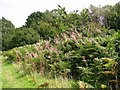 Rosebay willowherb and bracken in NR14 8SH