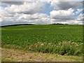 Sugar beet crop field north of Arminghall village in NR14 8SH
