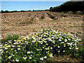 Wild chamomile in potato field in NR12 7AJ