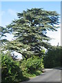 Cedar tree by Borwick railway bridge in Borwick
