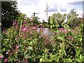 Great willowherb and Purple loosestrife flowering beside the River Yare in NR13 5FT