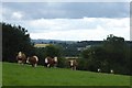 Cattle above Clay Hall in YO60 7PG