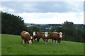 Cattle on Crambe Bank in YO60 7PG