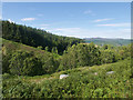 Struie Wood behind the Easter Fearn Burn in IV24 3DL